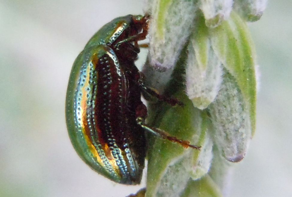 Chrysolina americana